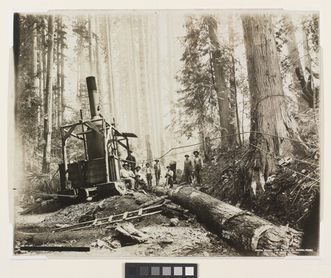 A black-and-white photograph of a group of men standing next to a large piece of machinery in a heavily-wooded forest behind a fallen log.
