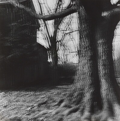 A black-and-white photograph of leafless trees and branches with distortion caused by double exposure or motion.