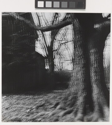 A black-and-white photograph of leafless trees and branches with distortion caused by double exposure or motion.