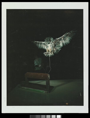 A color photograph of an owl, wings outstretched, landing with talons out on a perch; the owl is tethered to a barely visible person in the background.