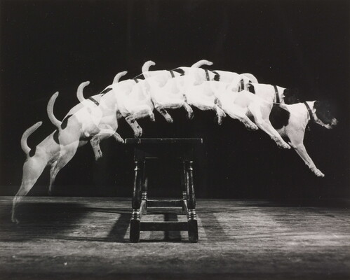 A black-and white photograph of a white dog with dark spots jumping over a bench, as viewed from the side, showing the path of the dog as it jumps.