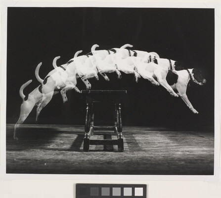 A black-and white photograph of a white dog with dark spots jumping over a bench, as viewed from the side, showing the path of the dog as it jumps.