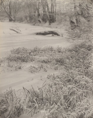 A black-and-white photograph of overgrown grass covered with snow.
