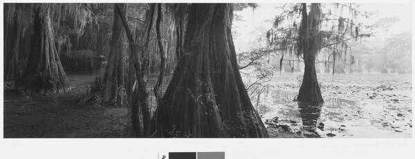 A black-and-white panoramic photograph of bald cypress trees in and next to standing water.