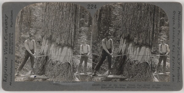 Two almost identical side-by-side black-and-white photographs of two White men using a crosscut saw to cut down a very large tree.