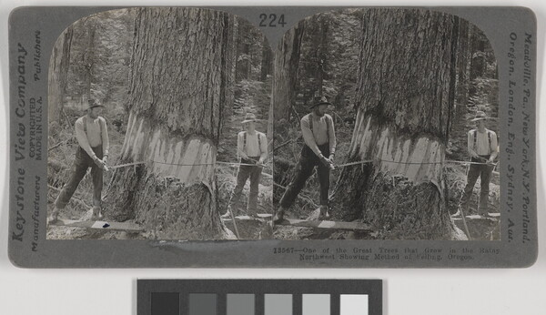 Two almost identical black-and-white photographs side by side of two men using a crosscut saw to cut down a very large tree.