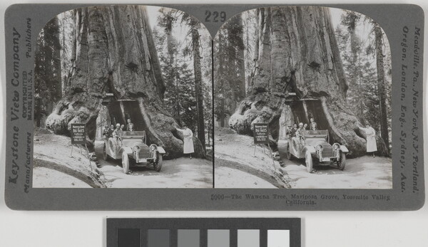 Two almost identical black-and-white photographs side by side of people in a car driving through a tunnel carved through the trunk of a large tree.