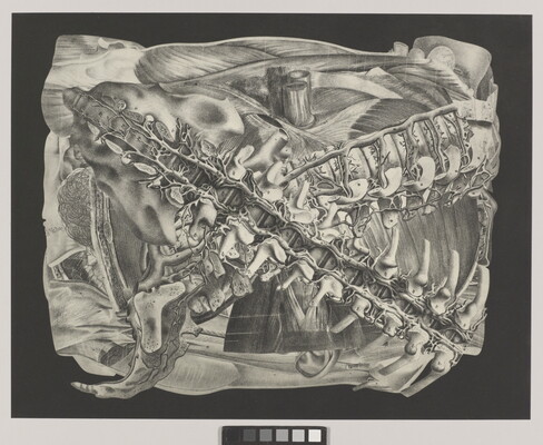 An abstract black-and-white photograph of overlapping bones, vertebrae, and muscle-like structures arranged in a square.