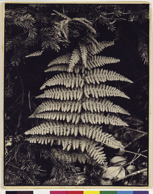 A black-and-white photograph of a fern frond in a vertical position resting against other vegetation.