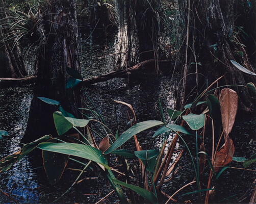 A color photograph of a swamp with green and brown plants in the foreground and tree trunks in the background.