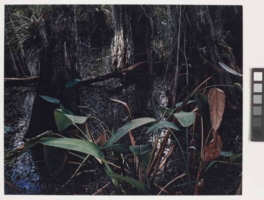 A color photograph of a swamp with green and brown plants in the foreground and tree trunks in the background.
