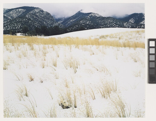 A color photograph of yellow grass stems poking out of snow and mist-covered mountains in the background.