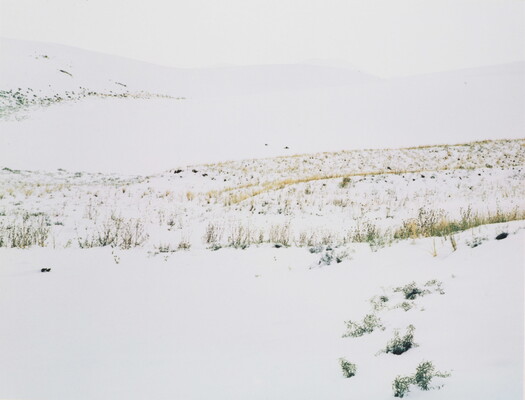 A color photograph of yellow and brown grass poking up from snow-covered hills.