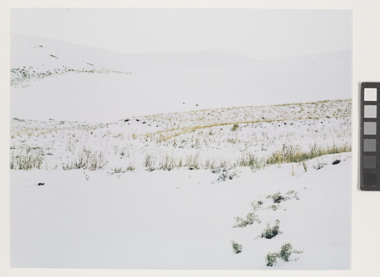 A color photograph of yellow and brown grass poking up from snow-covered hills.