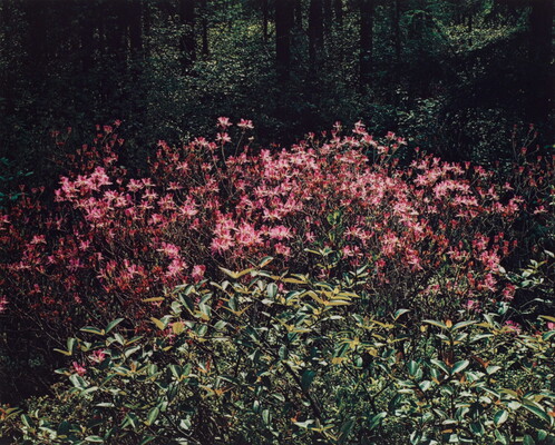 A color photograph of many pink flowers growing behind leafy green plants.