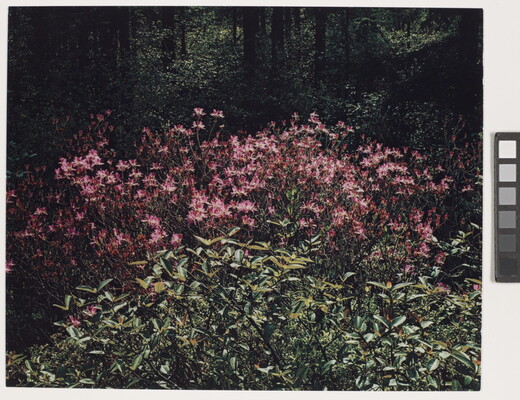 A color photograph of many pink flowers growing behind leafy green plants.
