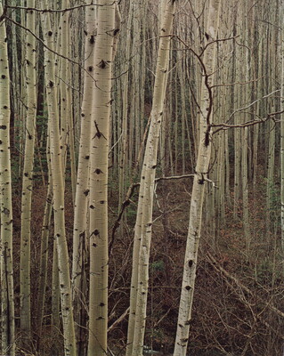 A color photograph of a forest of thin trees with white bark.