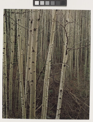 A color photograph of a forest of thin trees with white bark.