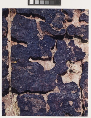 A close-up color photograph of a rock with raised dark patches and lighter lower patches.