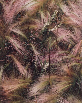 A color photograph of bunches of wispy pink, white, and green grasses growing next to several tiny conical white flowers.