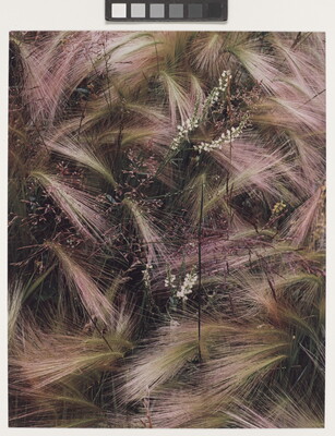 A color photograph of bunches of wispy pink, white, and green grasses growing next to several tiny conical white flowers.