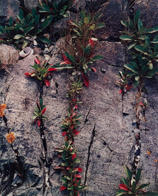 A close-up color photograph of a gray rock with trails of green and red-leaved plants growing from its cracks.