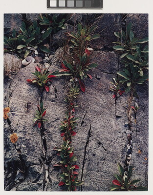 A close-up color photograph of a gray rock with trails of green and red-leaved plants growing from its cracks.