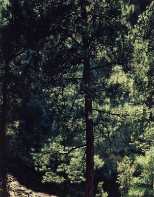A color photograph of a dark silhouette of a tall pine tree in a green forest.