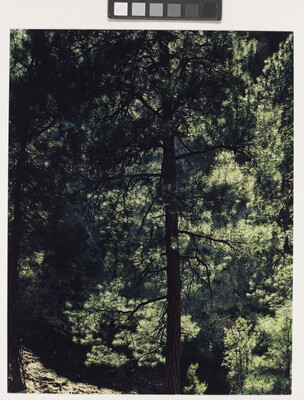 A color photograph of a dark silhouette of a tall pine tree in a green forest.