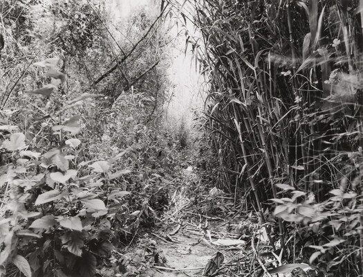 A black-and-white photograph of a trail overtaken by many different plants and trees of all different sizes.