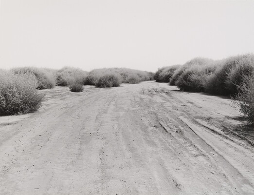 A black-and-white photograph of a dry river bed with large prickly bushes on either side.