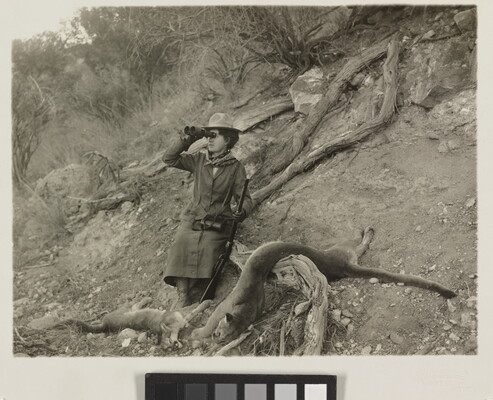 A black-and-white photograph of a woman looking through binoculars holding a rifle with two mountain lion carcasses on the ground.