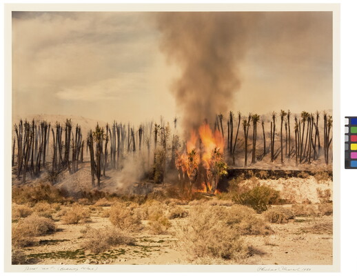 A color photograph of palm trees on fire in a desert.