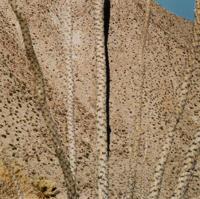 A color close-up photograph of tall, thin plant stalks that blend into the desert hills dotted with brush and cacti; there is a small triangle of blue sky at the top corner.