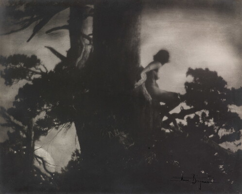 A black-and-white soft-focus photograph of a nude White woman crouched against the trunk of a tree high in its branches.