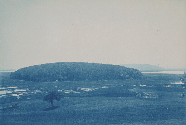 A blue-tinted photograph of a thick grove of trees at the edge of a grassy plain with one lone tree in the foreground.