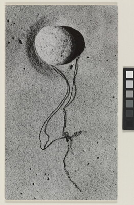 A black-and-white close-up photograph of strings of seaweed twisted around a rock on smooth sand.