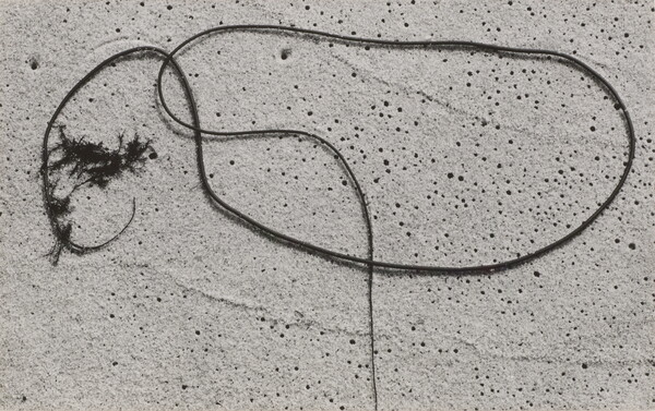 A black-and-white photograph of string-like seaweed curved in loops on smooth sand.