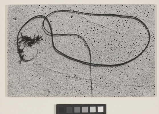 A black-and-white photograph of string-like seaweed curved in loops on smooth sand.