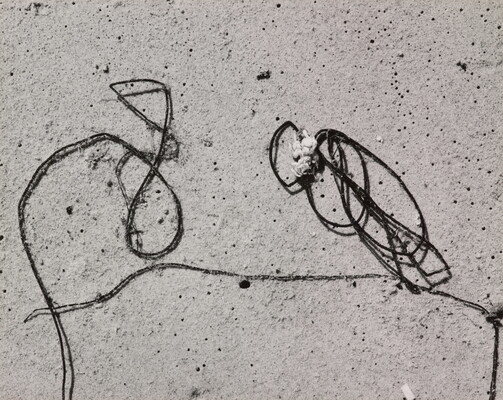 A black-and-white photograph of string-like seaweed curved and knotted on smooth sand.
