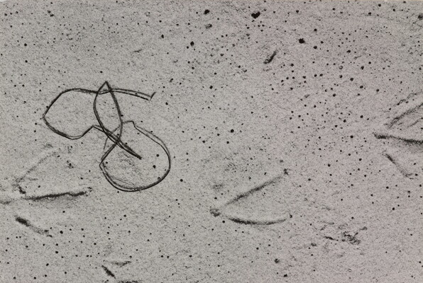 A black-and-white photograph of string-like seaweed curved in loops next to bird-like footprints on smooth sand.