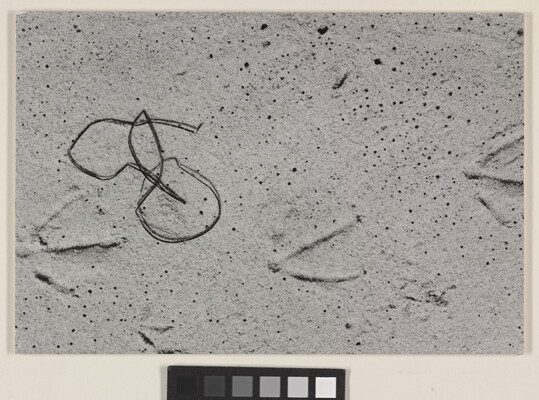 A black-and-white photograph of string-like seaweed curved in loops next to bird-like footprints on smooth sand.