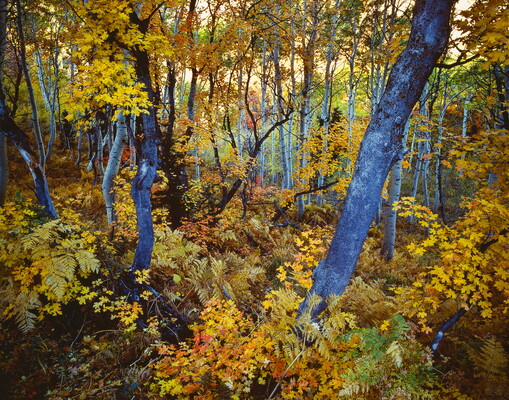 A color photograph of an autumn forest with blue-toned tree trunks and yellow, orange, and red foliage.