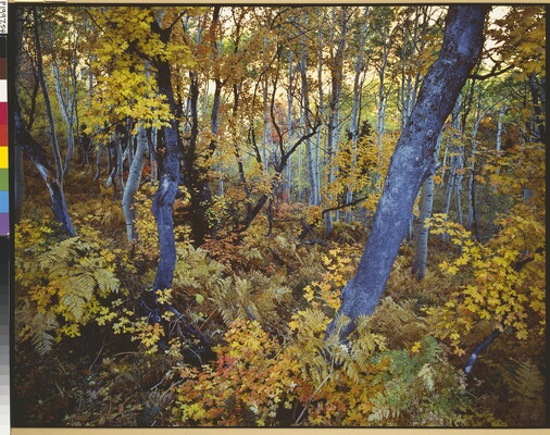 A color photograph of an autumn forest with blue-toned tree trunks and yellow, orange, and red foliage.
