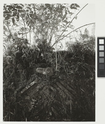 A black-and-white photograph of a hillside with a bird carved in stone and partially overgrown with vegetation.