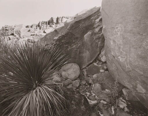 A black-and-white photograph of a yucca growing in the shadow of a boulder on which there is a drawing of a human figure.