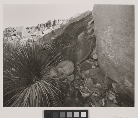 A black-and-white photograph of a yucca growing in the shadow of a boulder on which there is a drawing of a human figure.