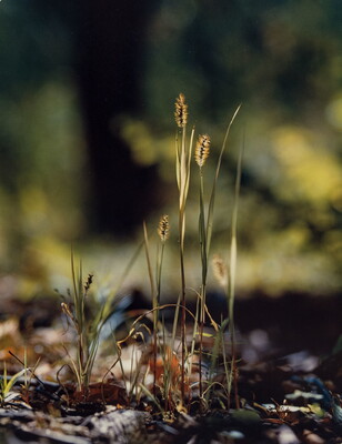 A color photograph of a close-up of blades of grass, seed heads at the top, growing from leaf litter.