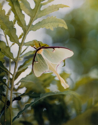 A color photograph of a white moth suspended from a green leaf.