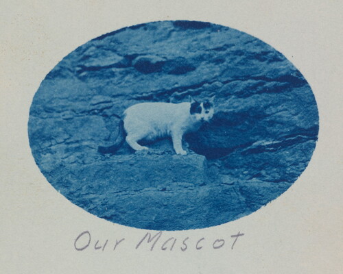 A black-and-white oval photograph of a white-and-black cat standing on a ledge of rocks; the words, "our mascot" under the photo.